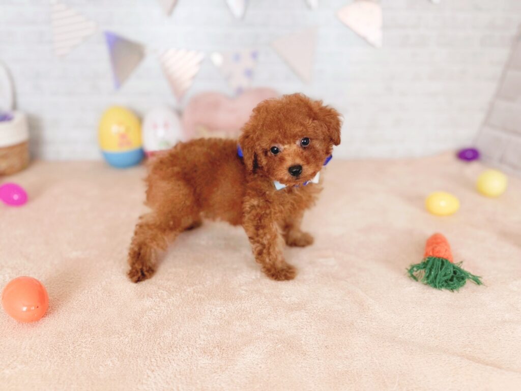 北海道のトイプードル(トイ) (ペットショップだんぼ/2026年4月30日生まれ/男の子/レッド)の子犬の3枚目の画像