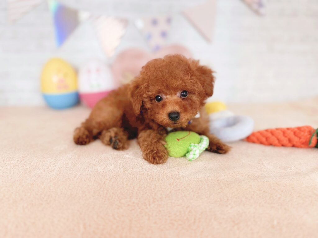 北海道のトイプードル(トイ) (ペットショップだんぼ/2026年4月30日生まれ/男の子/レッド)の子犬の4枚目の画像