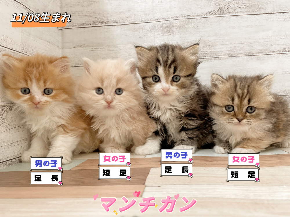 新潟県のマンチカン (竹内ペット 新津本店/2025年11月8日生まれ/男の子/その他色)の子猫の1枚目の画像