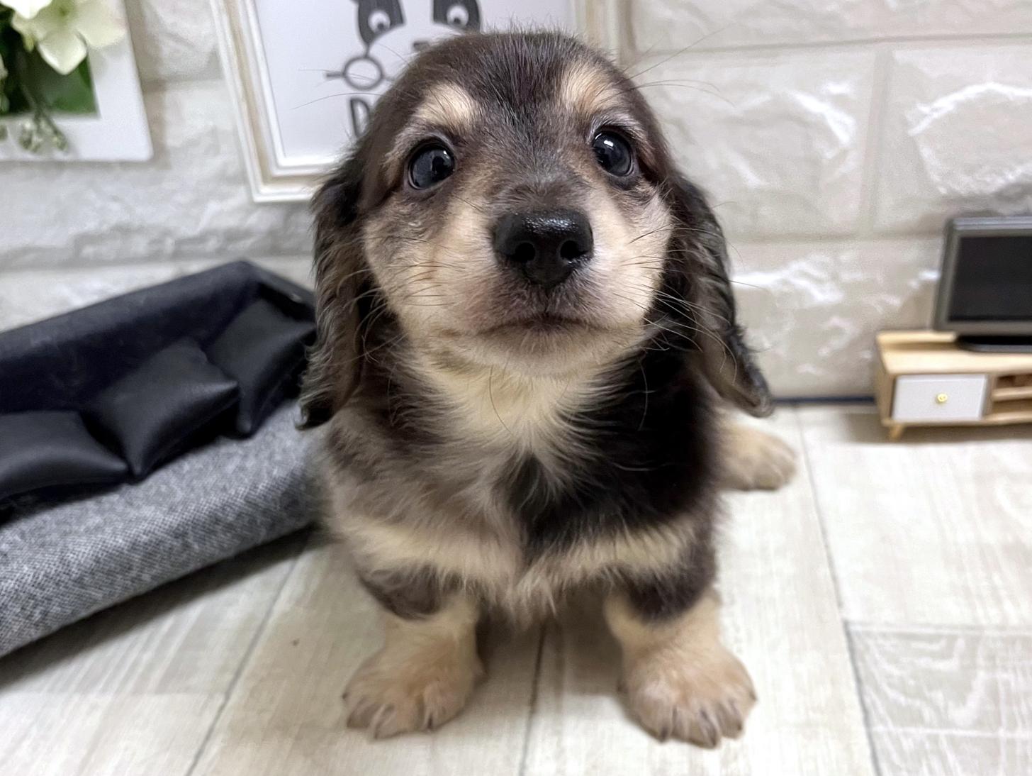 和歌山県のミニチュアダックスフンド(ロング) (DOGMAN和歌山店/2026年1月30日生まれ/男の子/シルバーダップル)の子犬の1枚目の画像