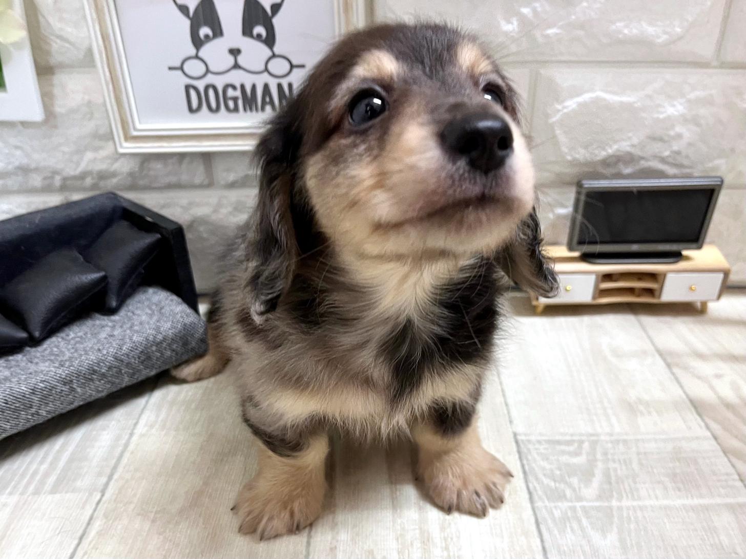 和歌山県のミニチュアダックスフンド(ロング) (DOGMAN和歌山店/2026年1月30日生まれ/男の子/シルバーダップル)の子犬の2枚目の画像