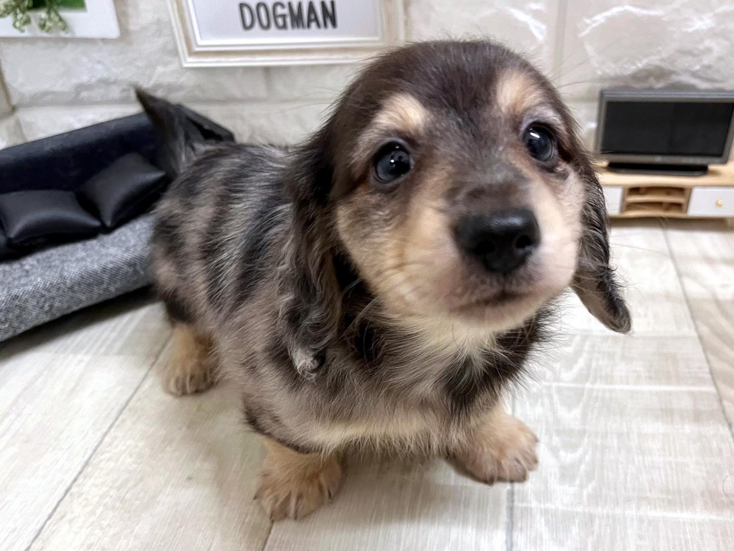和歌山県のミニチュアダックスフンド(ロング) (DOGMAN和歌山店/2026年1月30日生まれ/男の子/シルバーダップル)の子犬の3枚目の画像