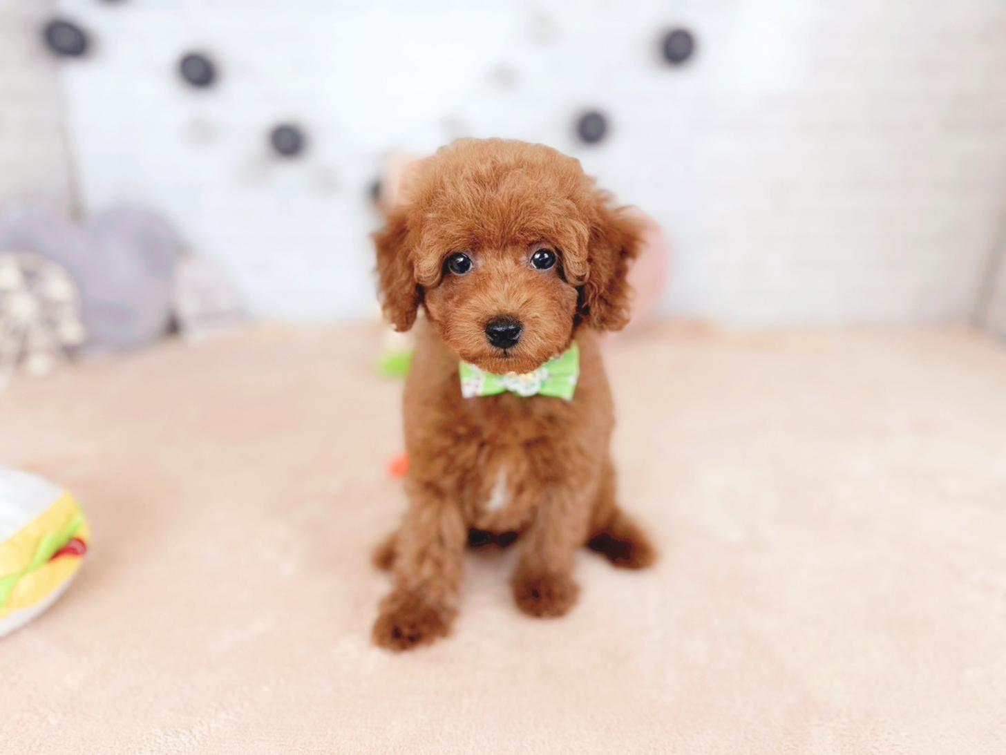 北海道のトイプードル(トイ) (ペットショップだんぼ/2025年11月7日生まれ/男の子/レッド)の子犬の1枚目の画像