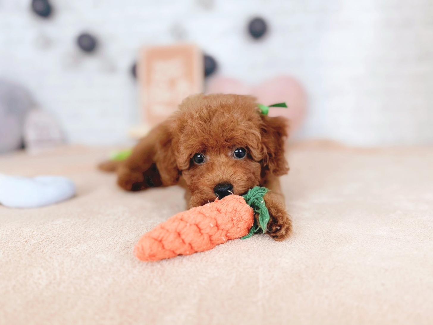 北海道のトイプードル(トイ) (ペットショップだんぼ/2025年11月7日生まれ/男の子/レッド)の子犬の2枚目の画像