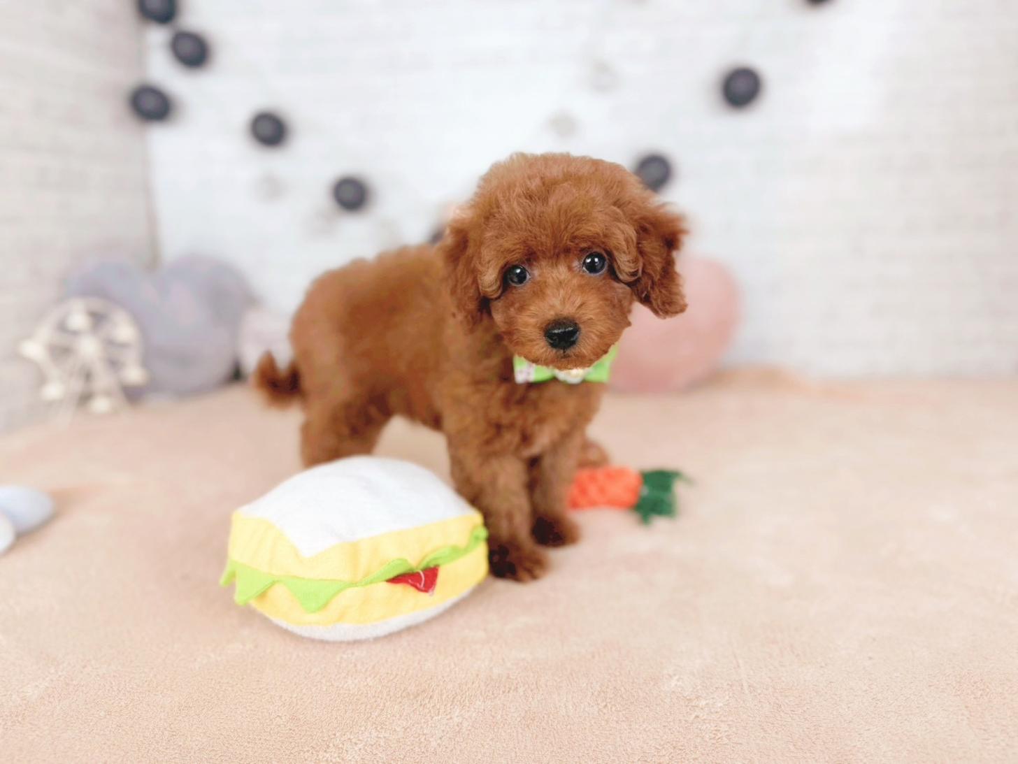 北海道のトイプードル(トイ) (ペットショップだんぼ/2025年11月7日生まれ/男の子/レッド)の子犬の3枚目の画像