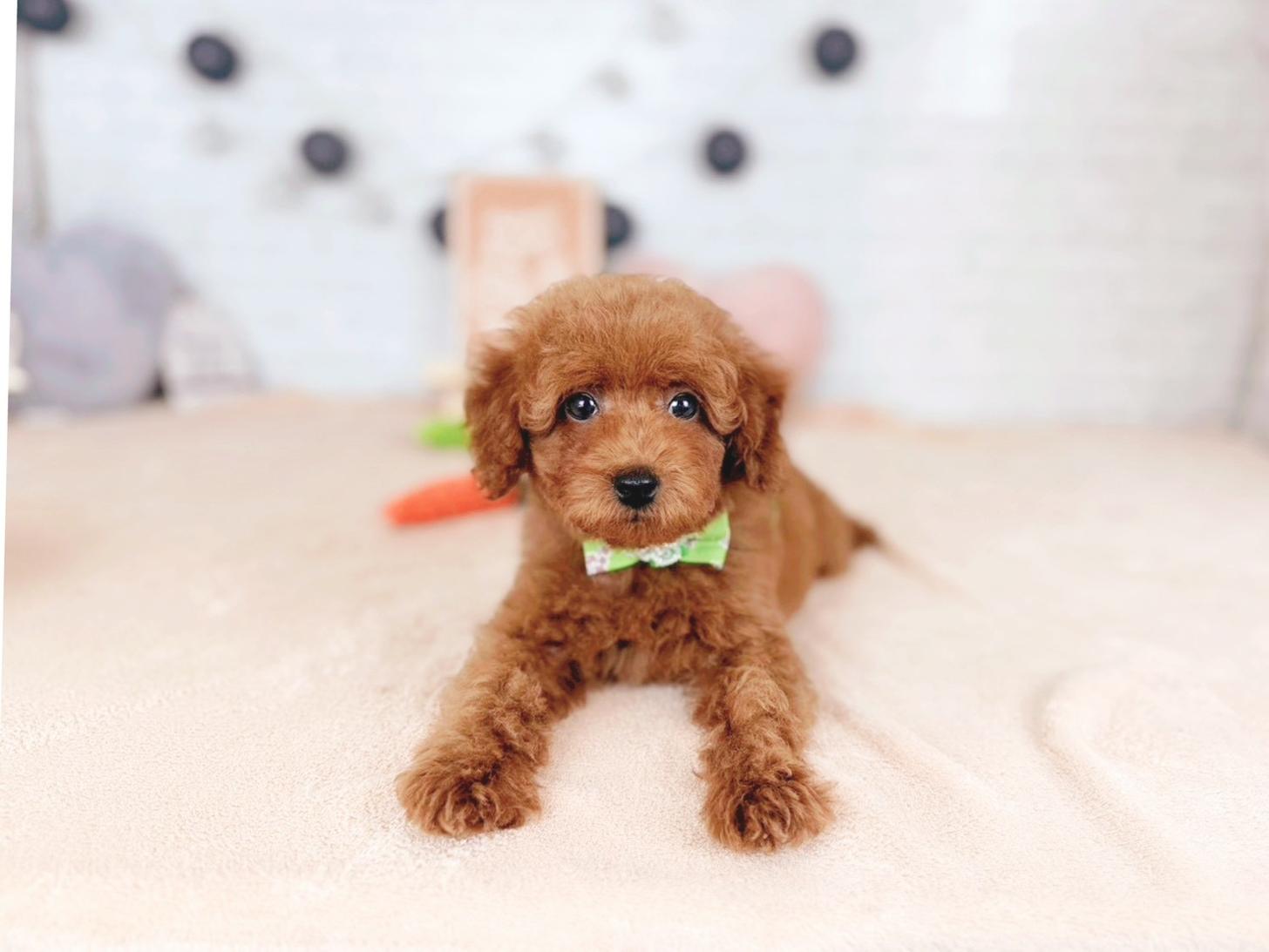 北海道のトイプードル(トイ) (ペットショップだんぼ/2025年11月7日生まれ/男の子/レッド)の子犬の4枚目の画像