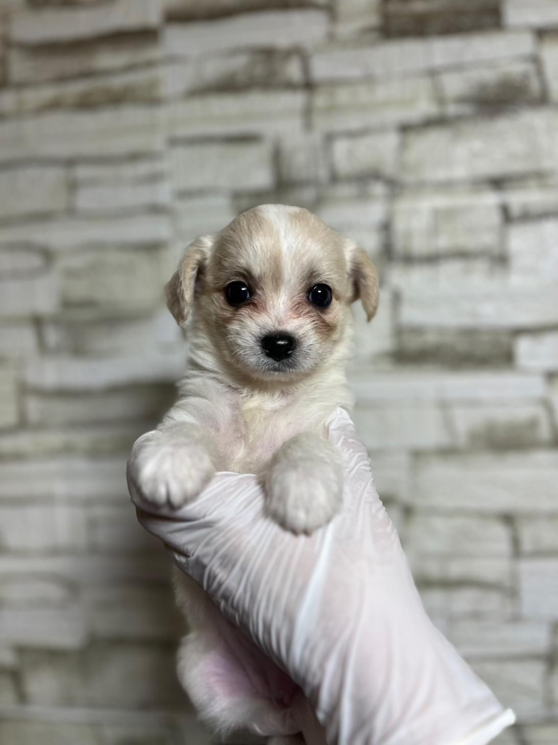 埼玉県のハーフ犬・ミックス犬 (ペッツスマイル南中野店/2025年8月4日生まれ/女の子/ホワイトクリーム)の子犬の1枚目の画像