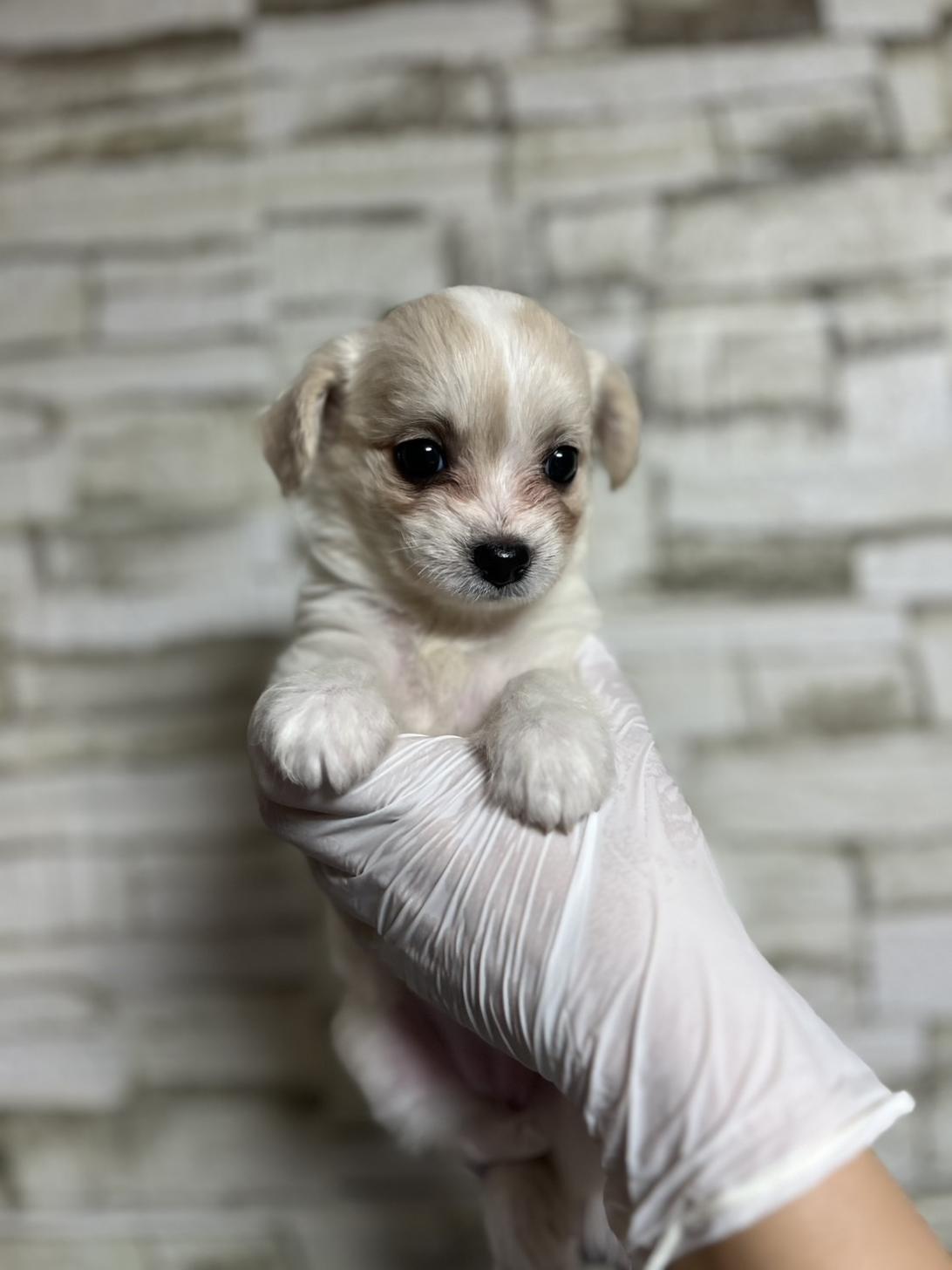 埼玉県のハーフ犬・ミックス犬 (ペッツスマイル南中野店/2025年8月4日生まれ/女の子/ホワイトクリーム)の子犬の2枚目の画像
