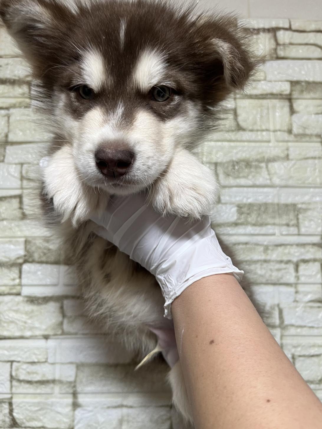 埼玉県のアラスカンマラミュート (ペッツスマイル加須インター店/2025年11月2日生まれ/男の子/ブラウンホワイト)の子犬の1枚目の画像