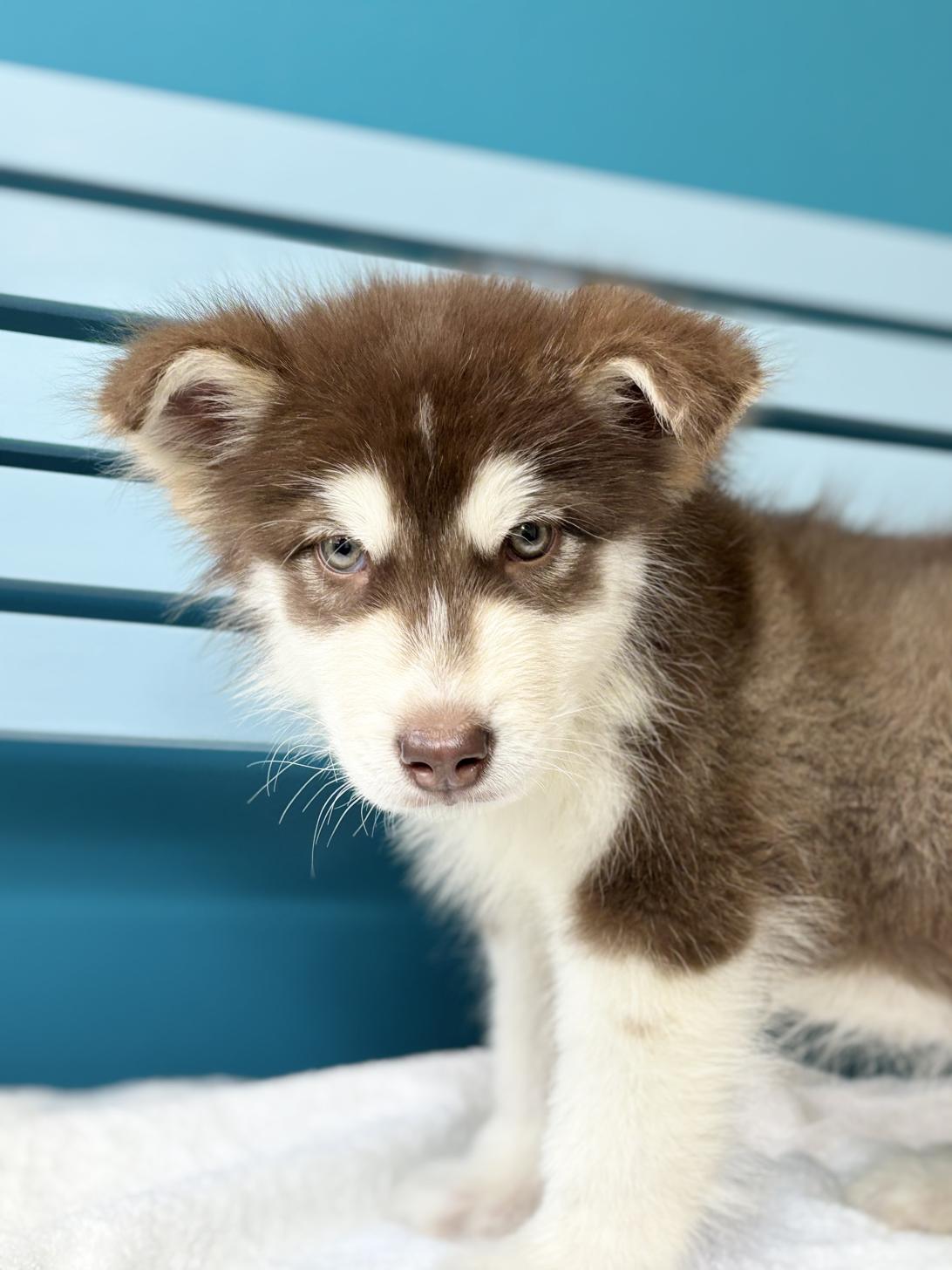 埼玉県のアラスカンマラミュート (ペッツスマイル加須インター店/2025年11月2日生まれ/男の子/ブラウンホワイト)の子犬の1枚目の画像