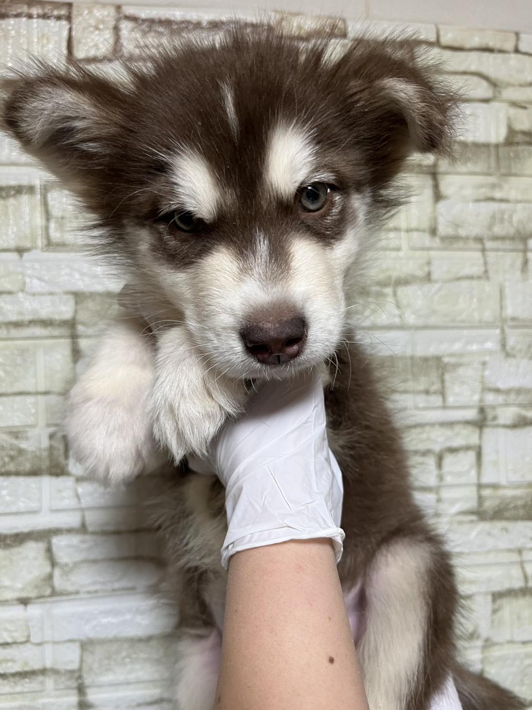 埼玉県のアラスカンマラミュート (ペッツスマイル加須インター店/2025年11月2日生まれ/男の子/ブラウンホワイト)の子犬の2枚目の画像