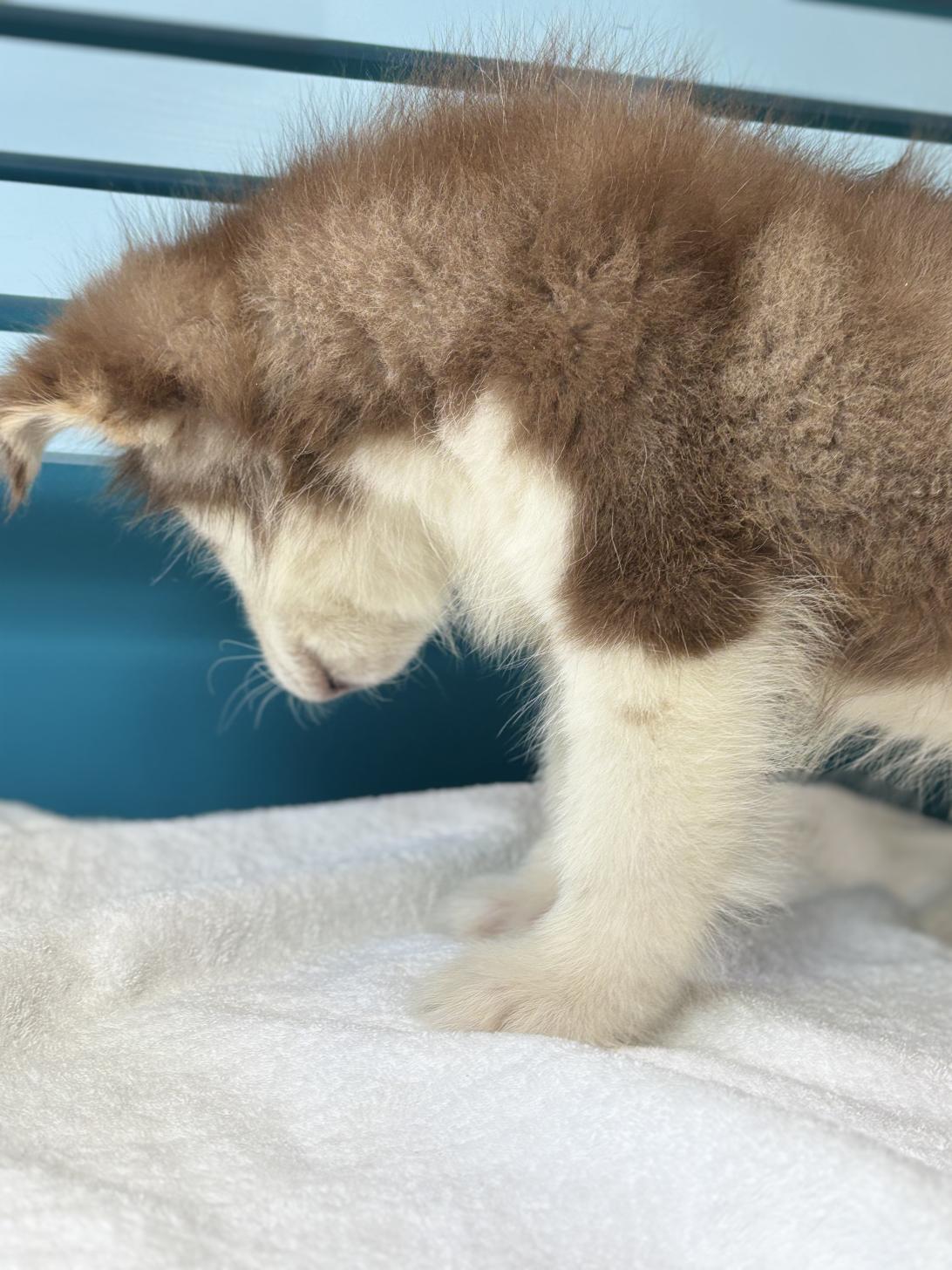 埼玉県のアラスカンマラミュート (ペッツスマイル加須インター店/2025年11月2日生まれ/男の子/ブラウンホワイト)の子犬の2枚目の画像