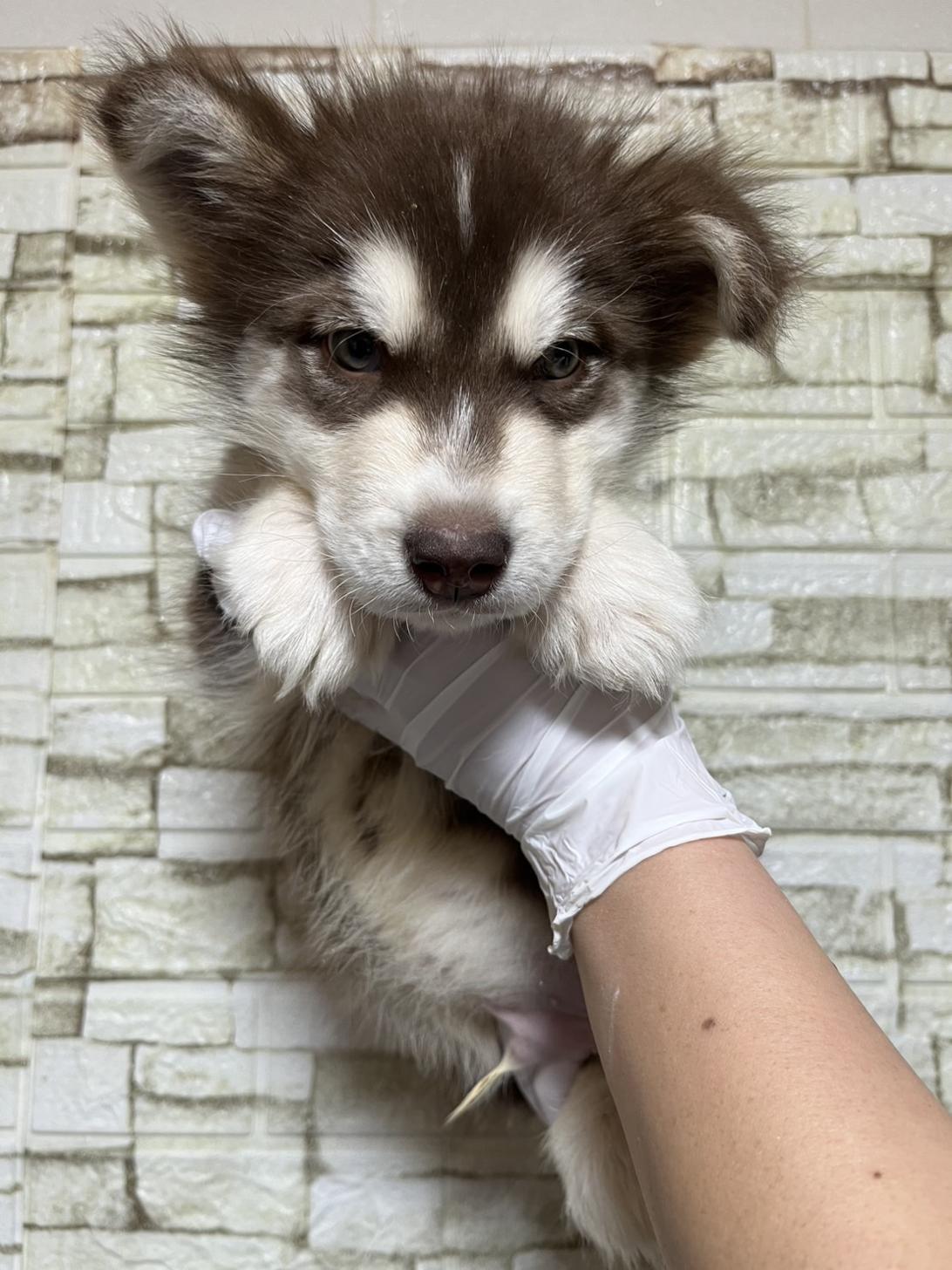 埼玉県のアラスカンマラミュート (ペッツスマイル加須インター店/2025年11月2日生まれ/男の子/ブラウンホワイト)の子犬の3枚目の画像