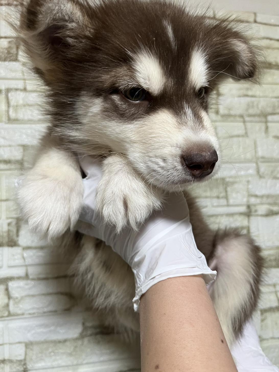 埼玉県のアラスカンマラミュート (ペッツスマイル加須インター店/2025年11月2日生まれ/男の子/ブラウンホワイト)の子犬の4枚目の画像