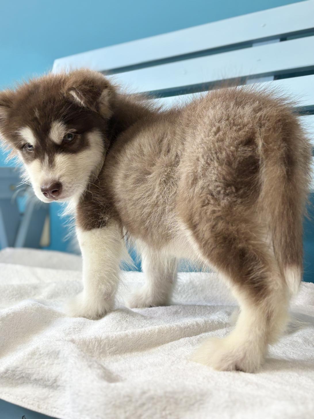 埼玉県のアラスカンマラミュート (ペッツスマイル加須インター店/2025年11月2日生まれ/男の子/ブラウンホワイト)の子犬の4枚目の画像