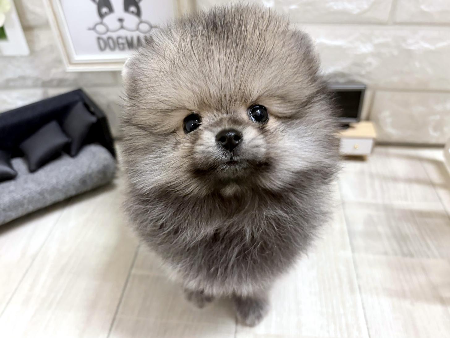 和歌山県のポメラニアン (DOGMAN和歌山店/2026年5月31日生まれ/女の子/クリームセーブル)の子犬の1枚目の画像