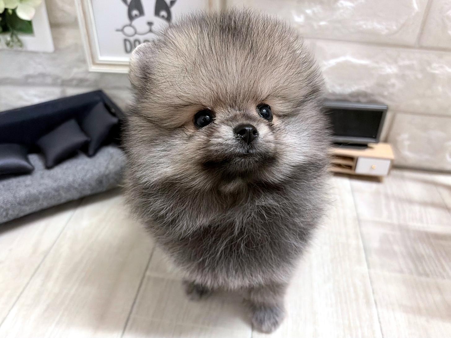 和歌山県のポメラニアン (DOGMAN和歌山店/2026年5月31日生まれ/女の子/クリームセーブル)の子犬の2枚目の画像