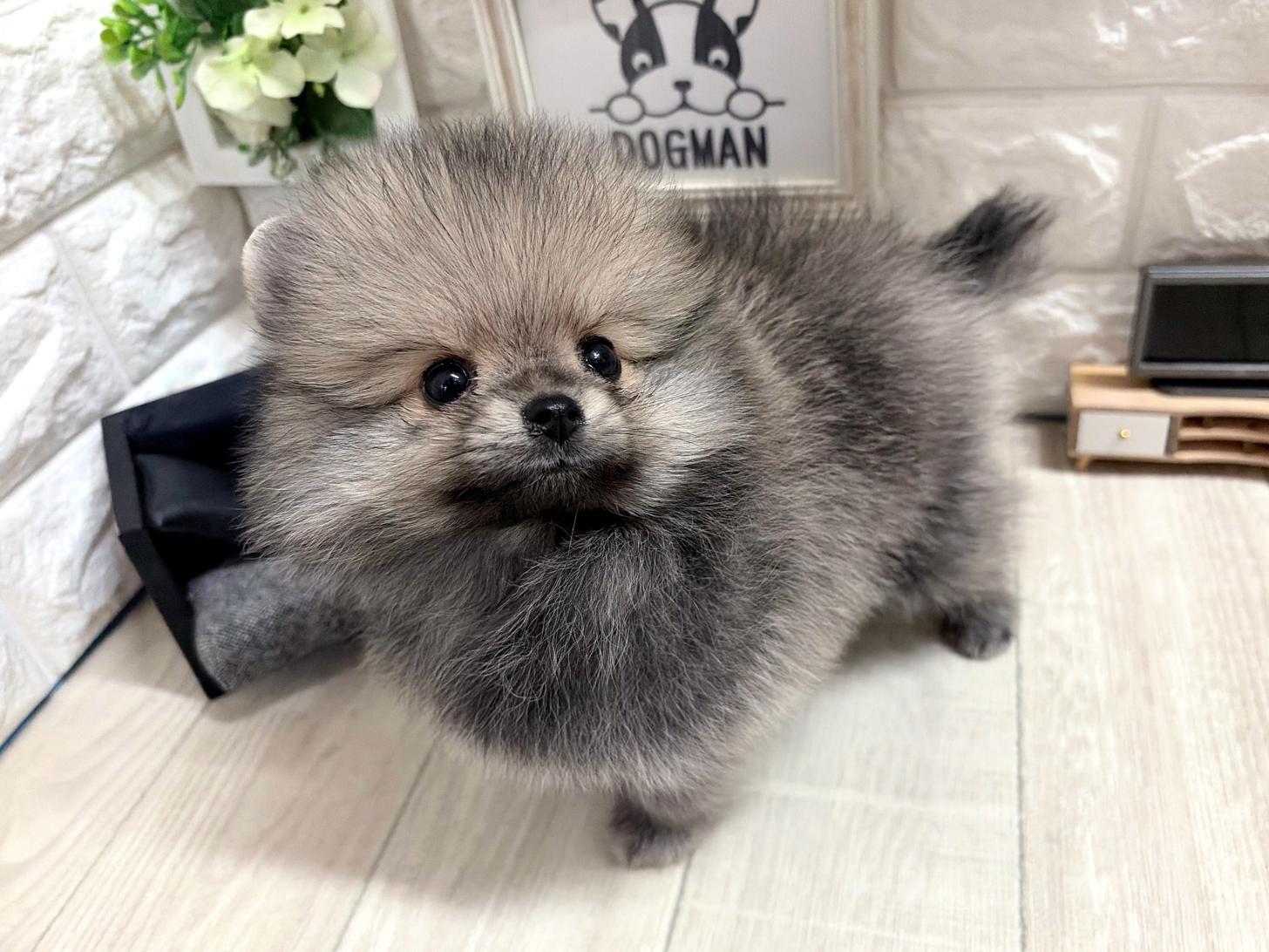 和歌山県のポメラニアン (DOGMAN和歌山店/2026年5月31日生まれ/女の子/クリームセーブル)の子犬の3枚目の画像