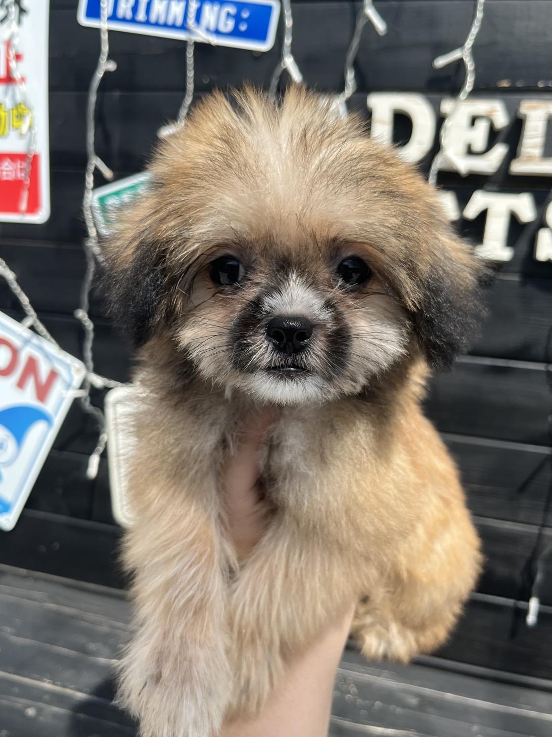 埼玉県のハーフ犬・ミックス犬 (ADELE PETS/2025年3月31日生まれ/女の子/その他色)の子犬の1枚目の画像
