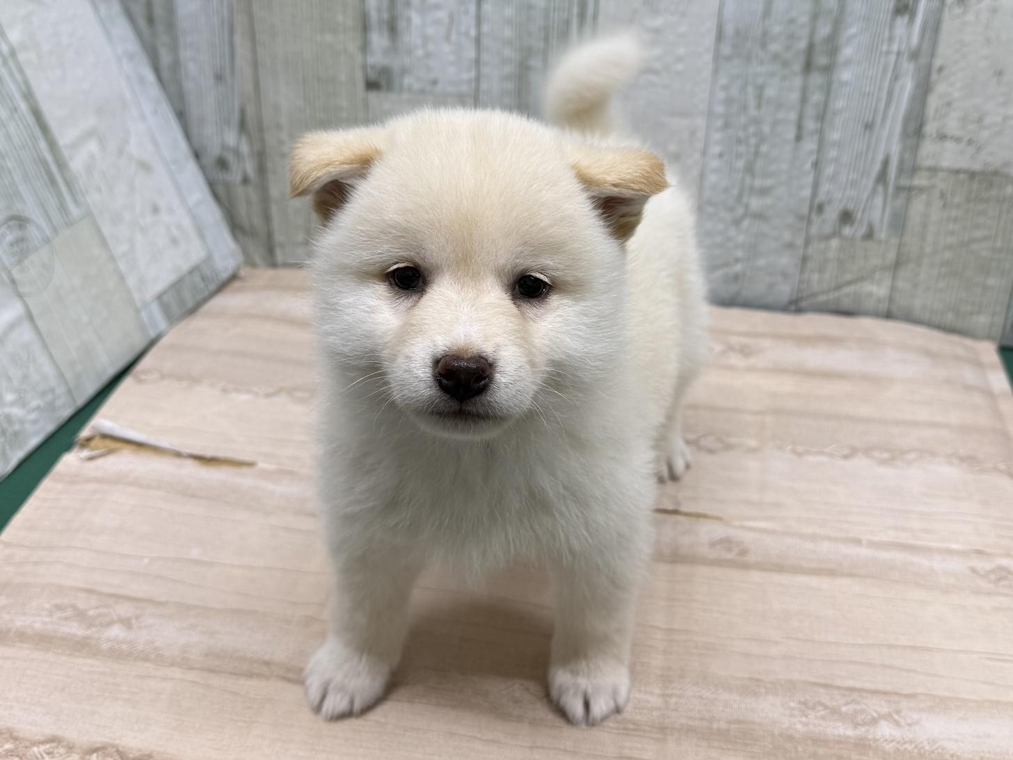 東京都の柴犬(標準サイズ) (ディスワン狛江店/2024年10月25日生まれ/男の子/白)の子犬