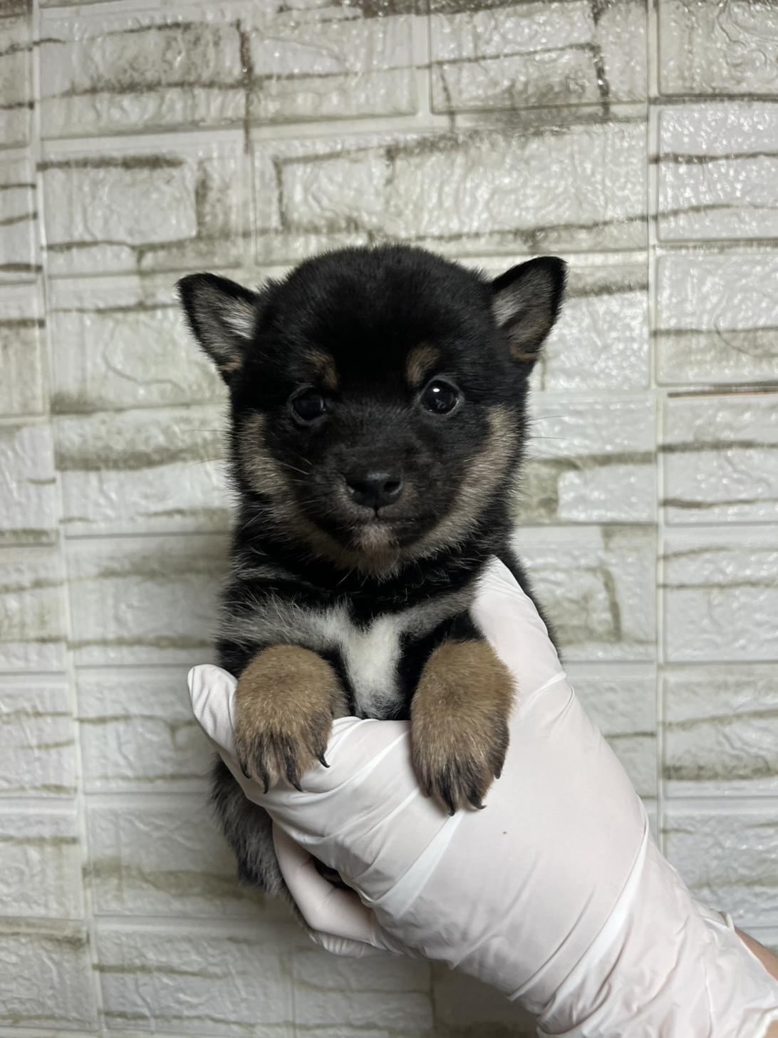 埼玉県の豆柴 (ペッツスマイル加須インター店/2026年1月5日生まれ/男の子/黒)の子犬の1枚目の画像