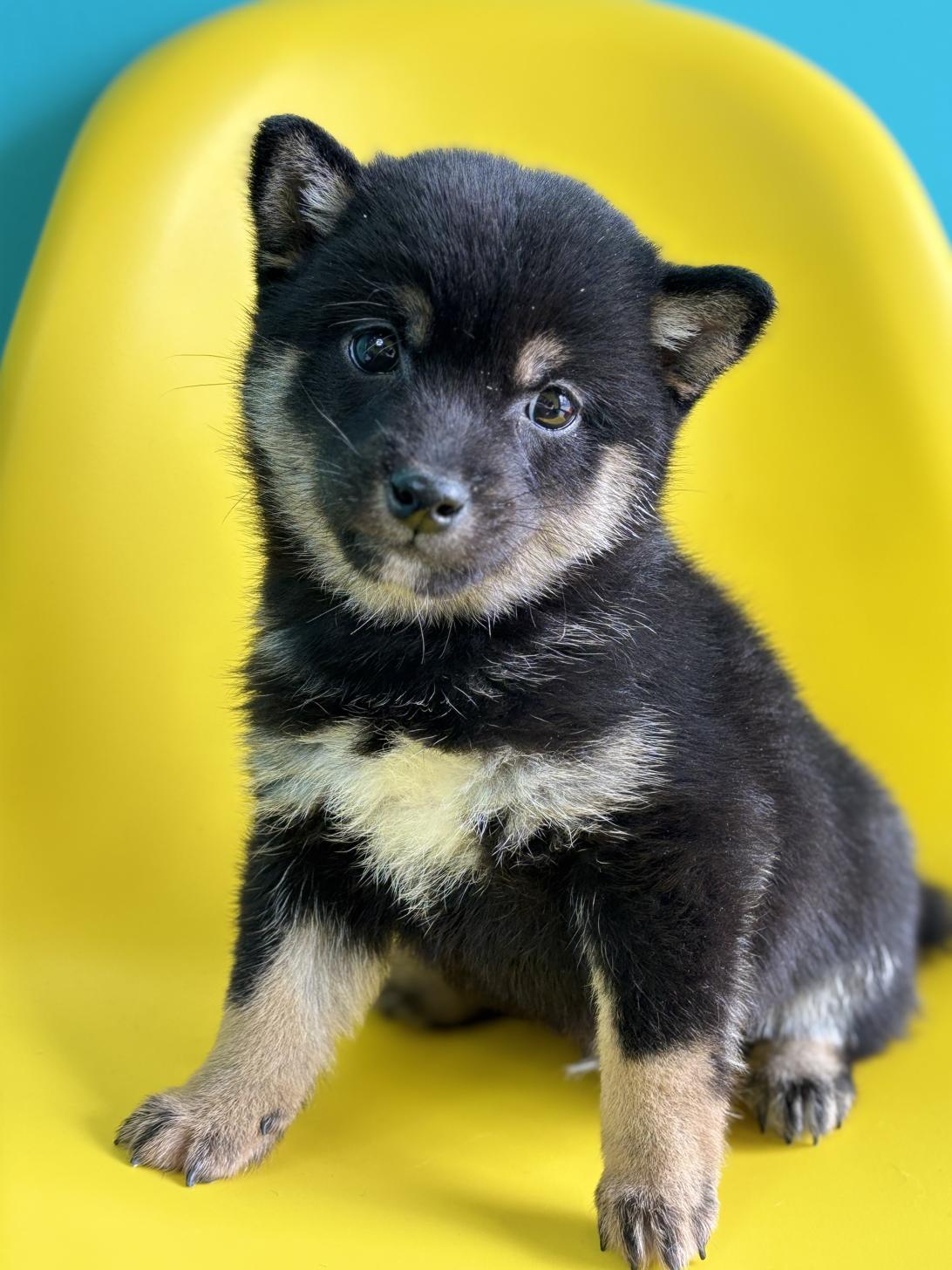 埼玉県の豆柴 (ペッツスマイル加須インター店/2026年1月5日生まれ/男の子/黒)の子犬の1枚目の画像