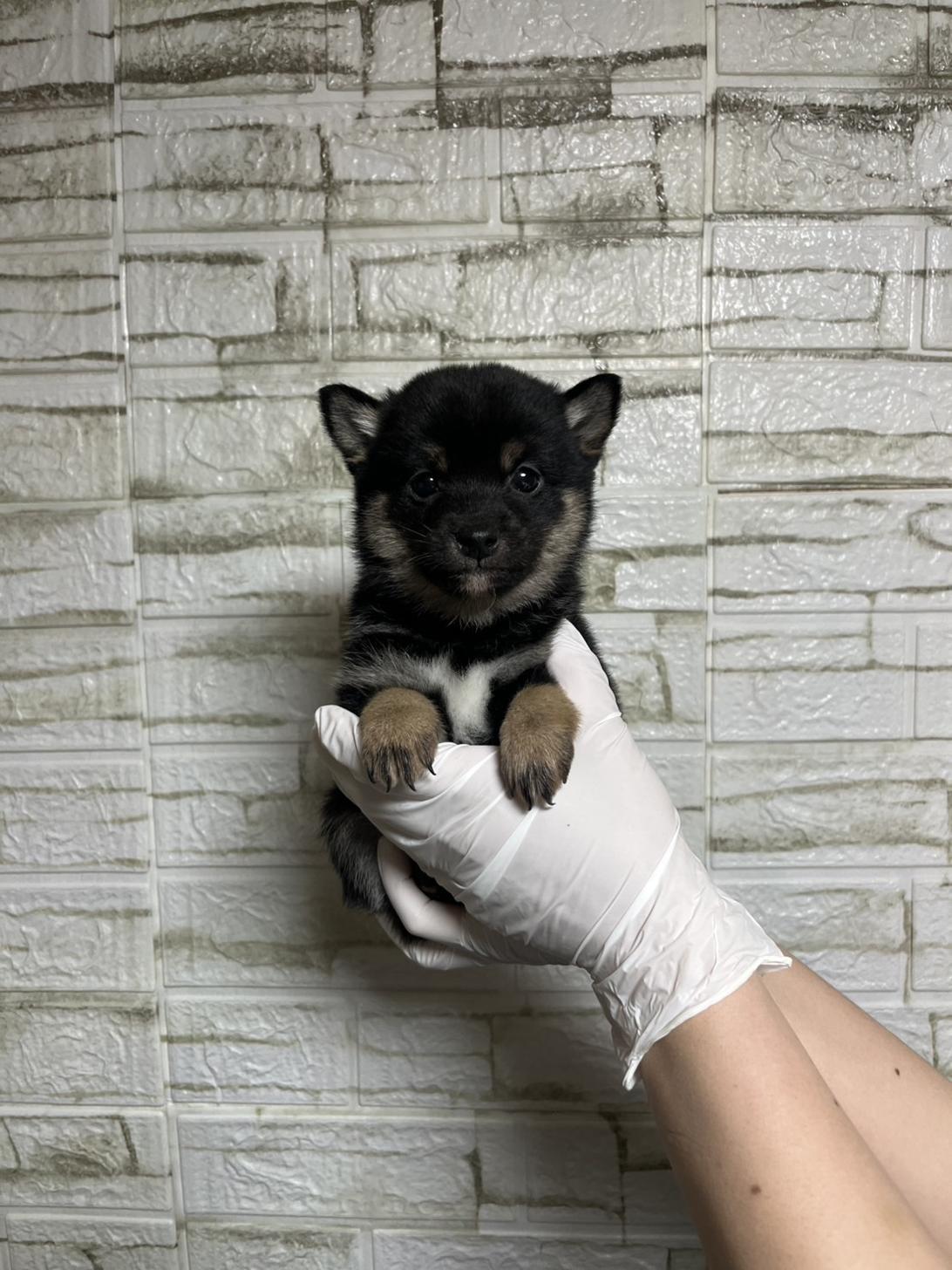 埼玉県の豆柴 (ペッツスマイル加須インター店/2026年1月5日生まれ/男の子/黒)の子犬の2枚目の画像