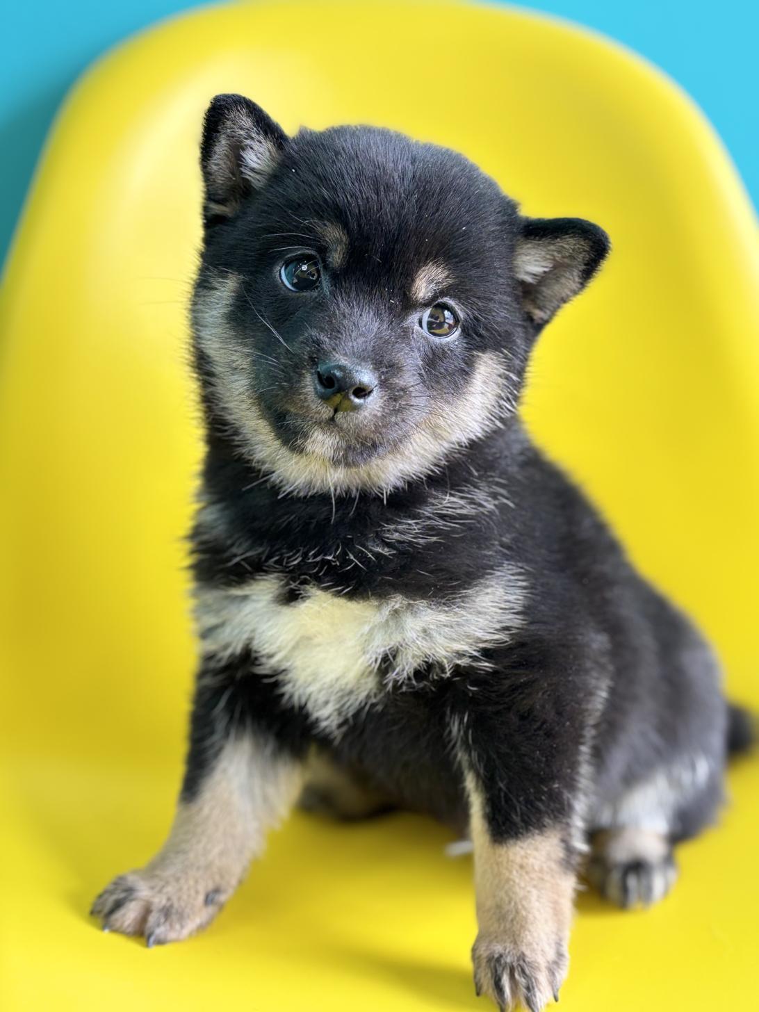 埼玉県の豆柴 (ペッツスマイル加須インター店/2026年1月5日生まれ/男の子/黒)の子犬の2枚目の画像