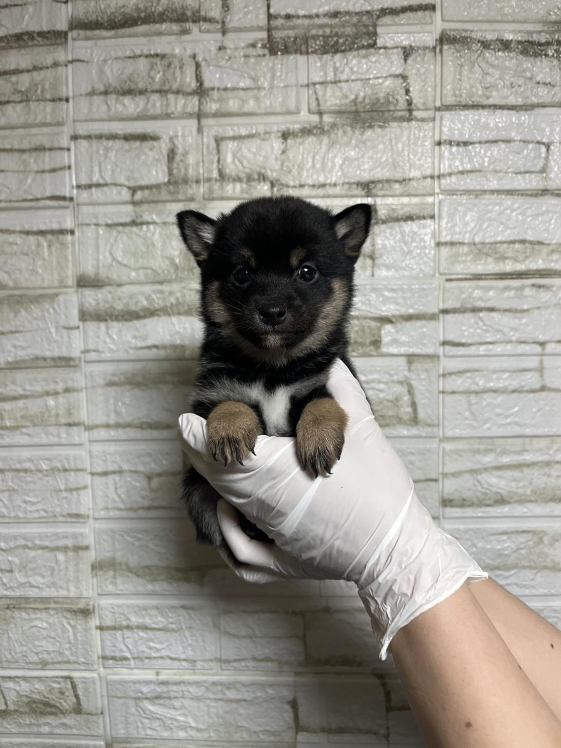 埼玉県の豆柴 (ペッツスマイル加須インター店/2026年1月5日生まれ/男の子/黒)の子犬の3枚目の画像