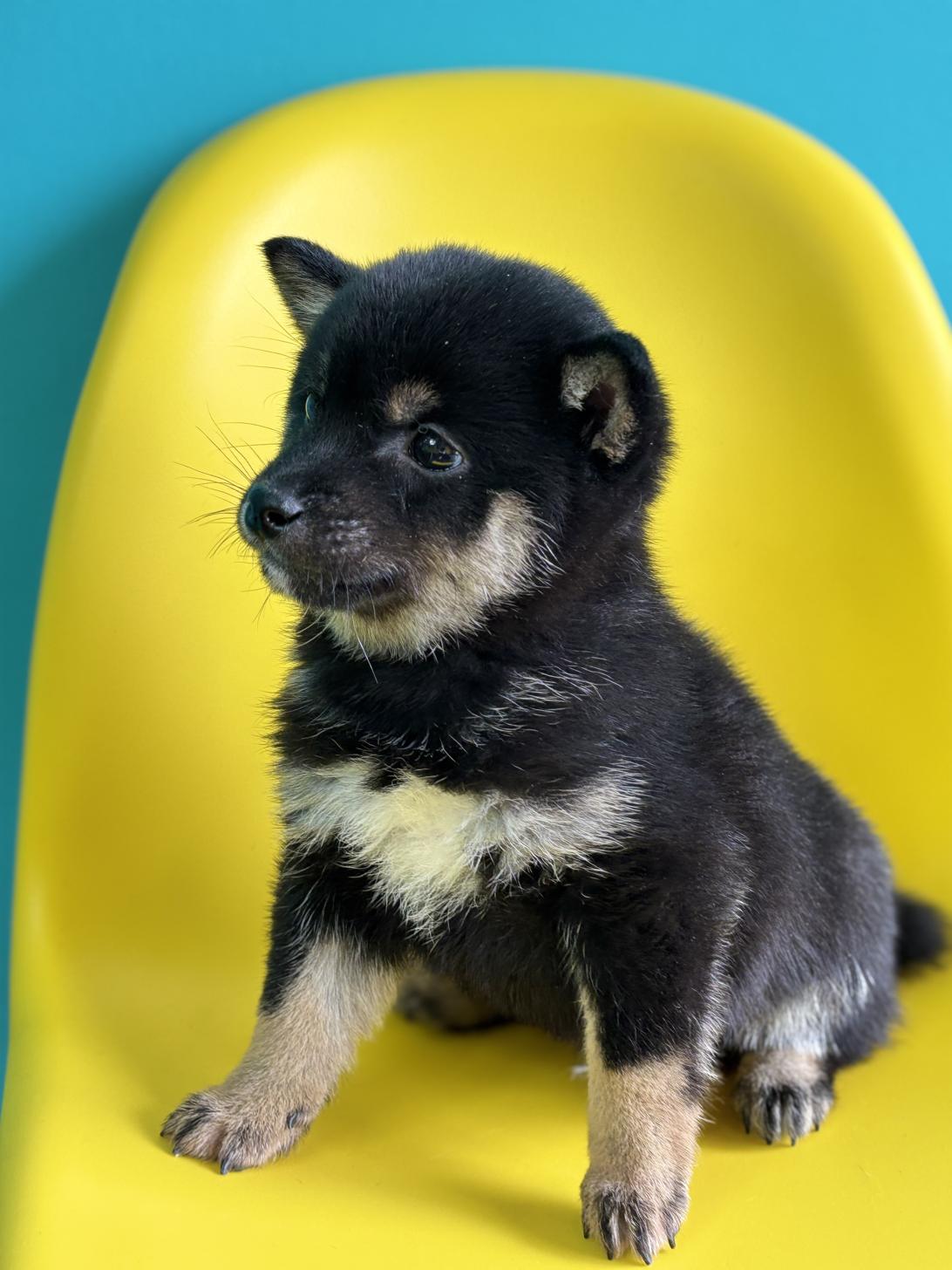 埼玉県の豆柴 (ペッツスマイル加須インター店/2026年1月5日生まれ/男の子/黒)の子犬の3枚目の画像