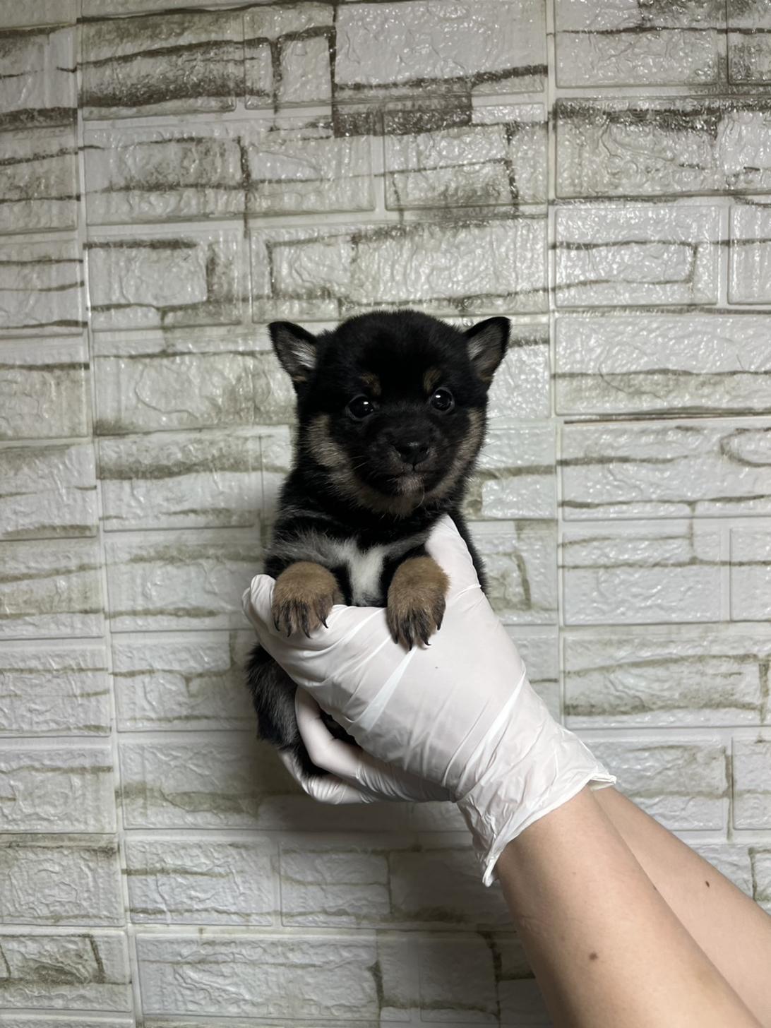 埼玉県の豆柴 (ペッツスマイル加須インター店/2026年1月5日生まれ/男の子/黒)の子犬の4枚目の画像