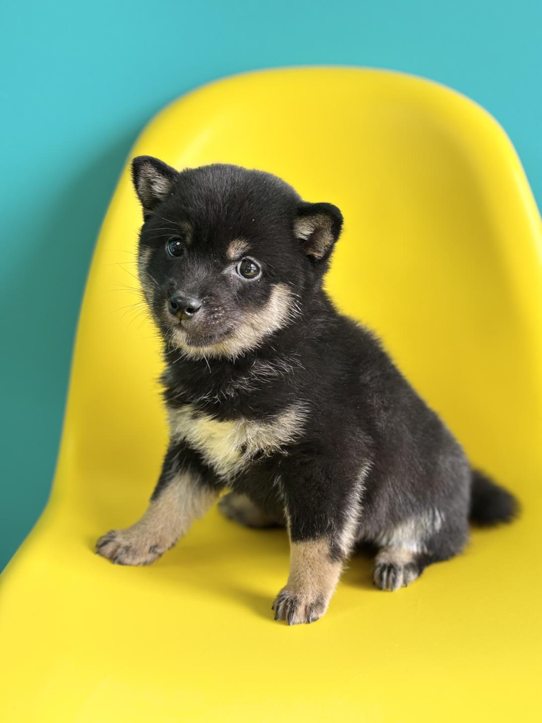 埼玉県の豆柴 (ペッツスマイル加須インター店/2026年1月5日生まれ/男の子/黒)の子犬の4枚目の画像