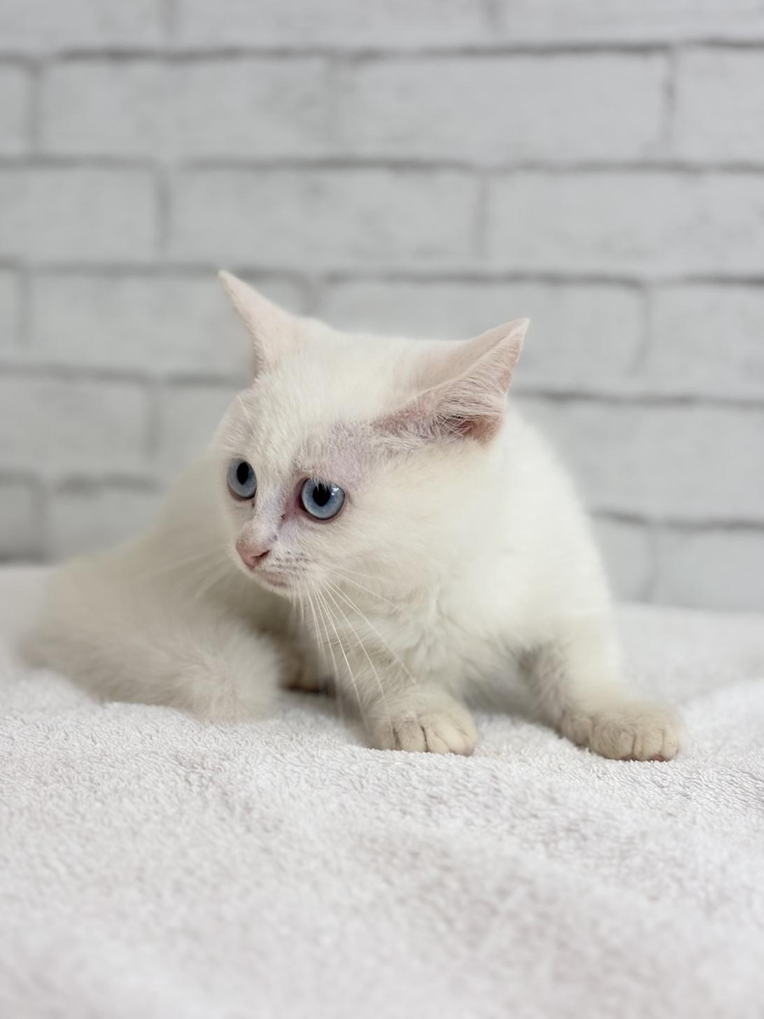 埼玉県のマンチカン (ペッツスマイル加須インター店/2025年7月5日生まれ/男の子/ホワイト)の子猫の3枚目の画像