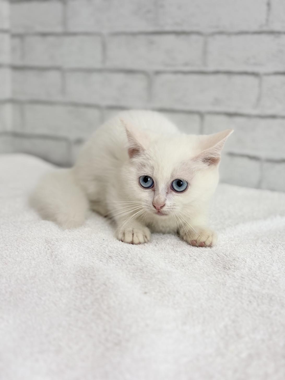 埼玉県のマンチカン (ペッツスマイル加須インター店/2025年7月5日生まれ/男の子/ホワイト)の子猫の4枚目の画像