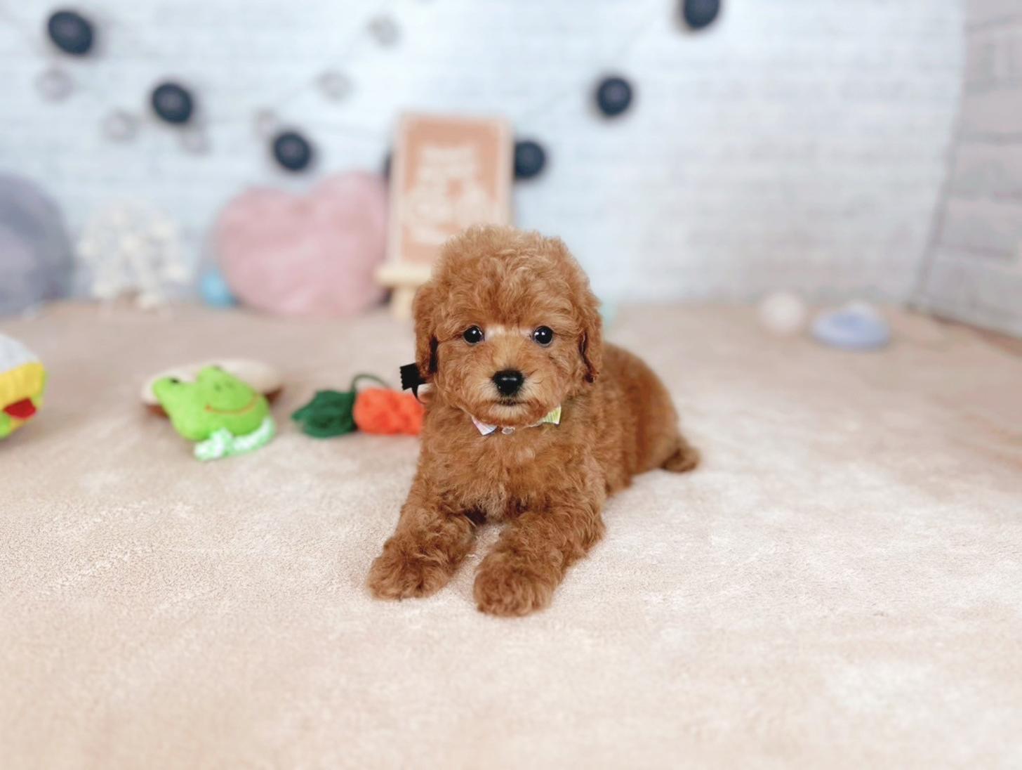 北海道のトイプードル(トイ) (ペットショップだんぼ/2025年7月19日生まれ/男の子/レッド)の子犬の3枚目の画像