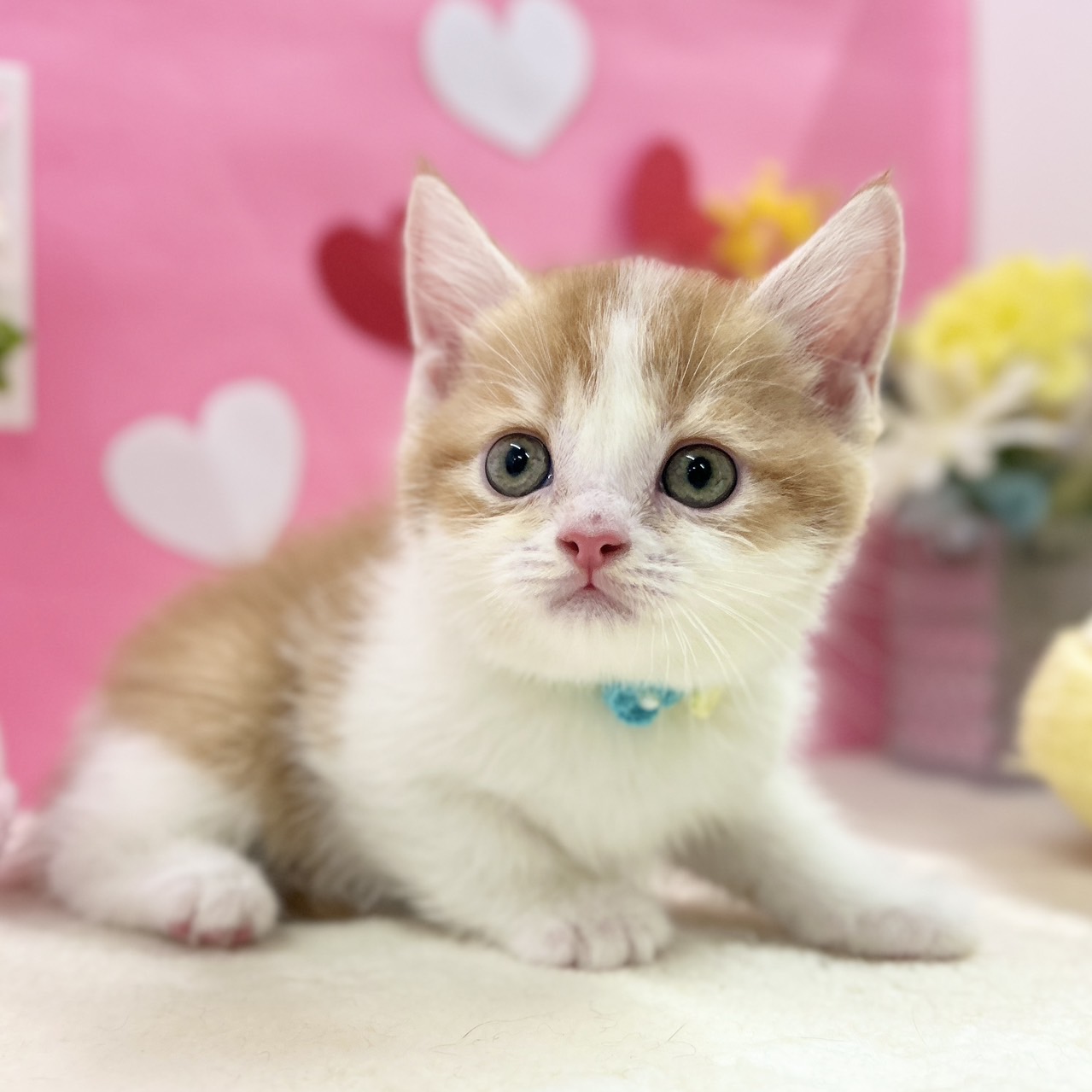 神奈川県のスコティッシュフォールド (にゃんこハウスPAW/2025年11月30日生まれ/男の子/レッドタビーホワイト)の子猫の1枚目の画像