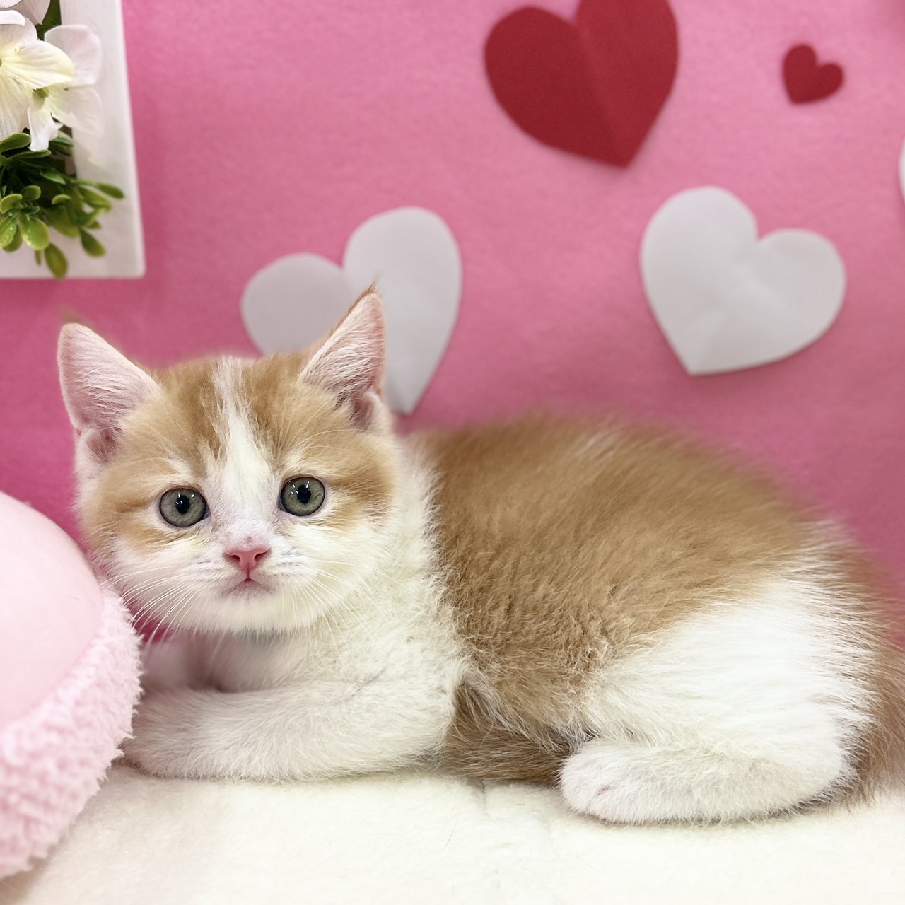 神奈川県のスコティッシュフォールド (にゃんこハウスPAW/2025年11月30日生まれ/男の子/レッドタビーホワイト)の子猫の2枚目の画像