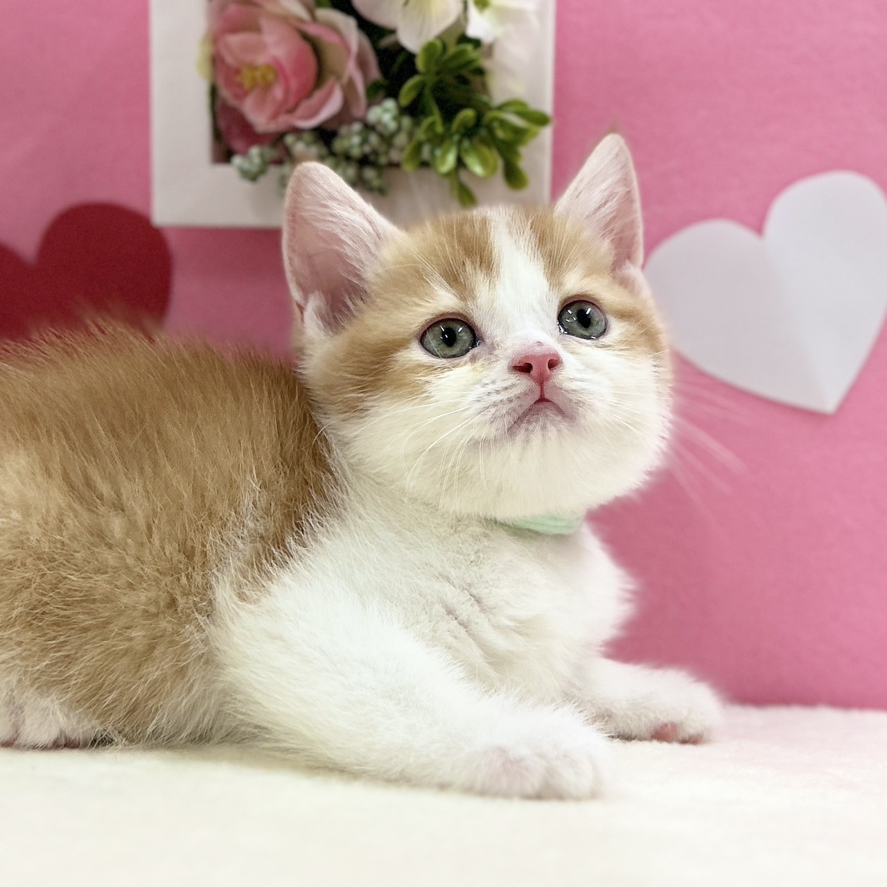 神奈川県のスコティッシュフォールド (にゃんこハウスPAW/2025年11月30日生まれ/男の子/レッドタビーホワイト)の子猫の3枚目の画像