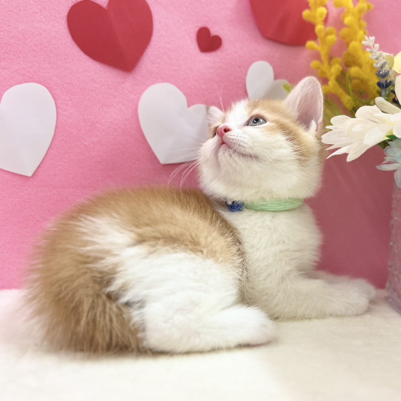 神奈川県のスコティッシュフォールド (にゃんこハウスPAW/2025年11月30日生まれ/男の子/レッドタビーホワイト)の子猫の4枚目の画像