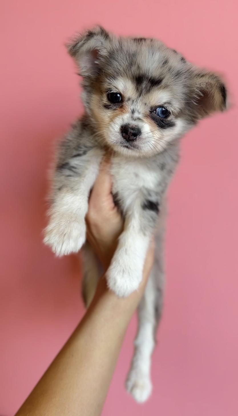 埼玉県のチワックス(チワワ×ダックス) (PET SHOP Tiny tales/2025年12月20日生まれ/女の子/シルバーダップル)の子犬の1枚目の画像