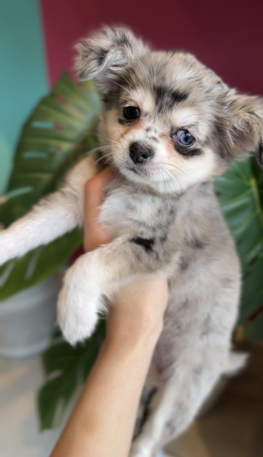 埼玉県のチワックス(チワワ×ダックス) (PET SHOP Tiny tales/2025年12月20日生まれ/女の子/シルバーダップル)の子犬の1枚目の画像