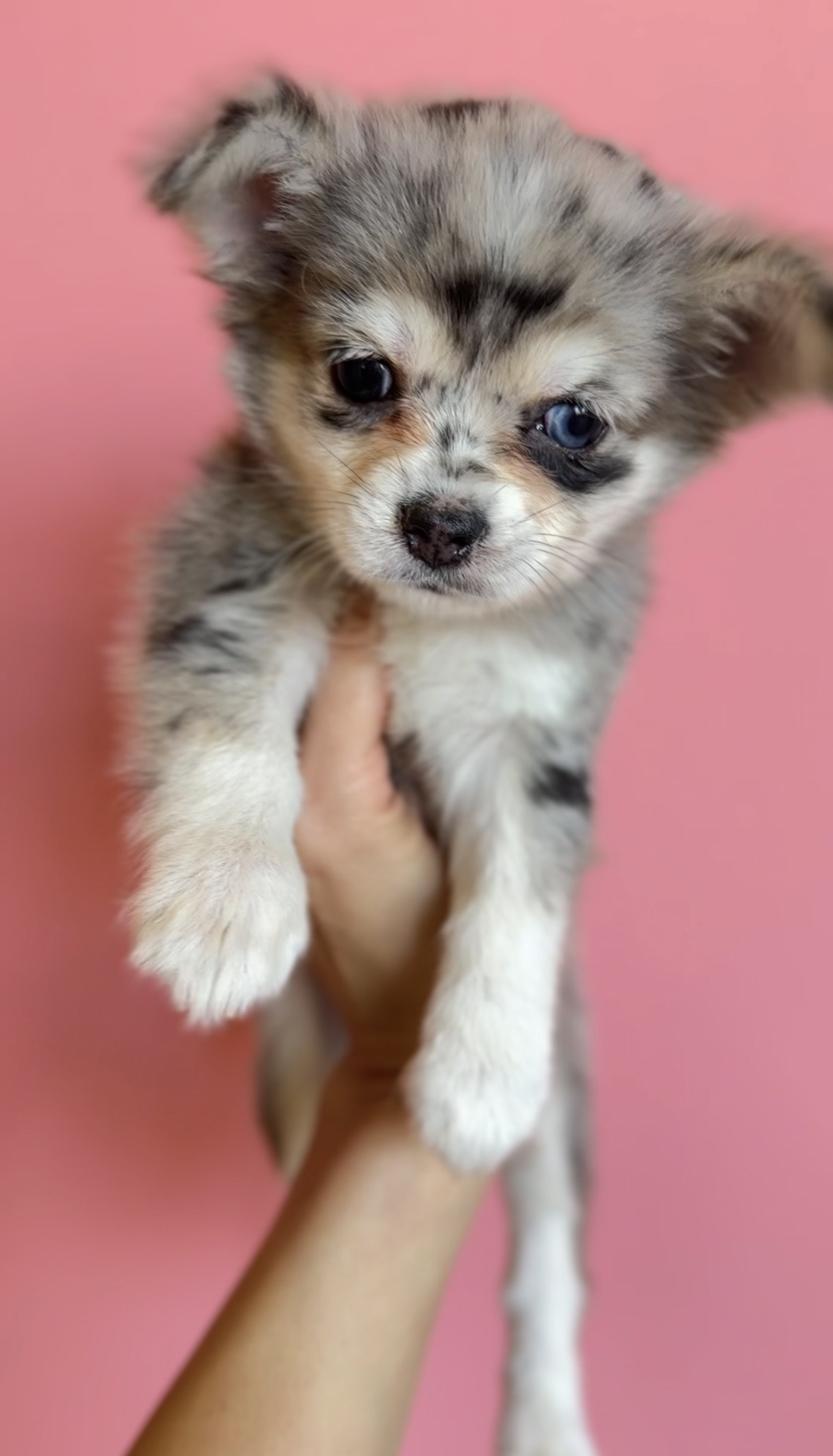 埼玉県のチワックス(チワワ×ダックス) (PET SHOP Tiny tales/2025年12月20日生まれ/女の子/シルバーダップル)の子犬の2枚目の画像