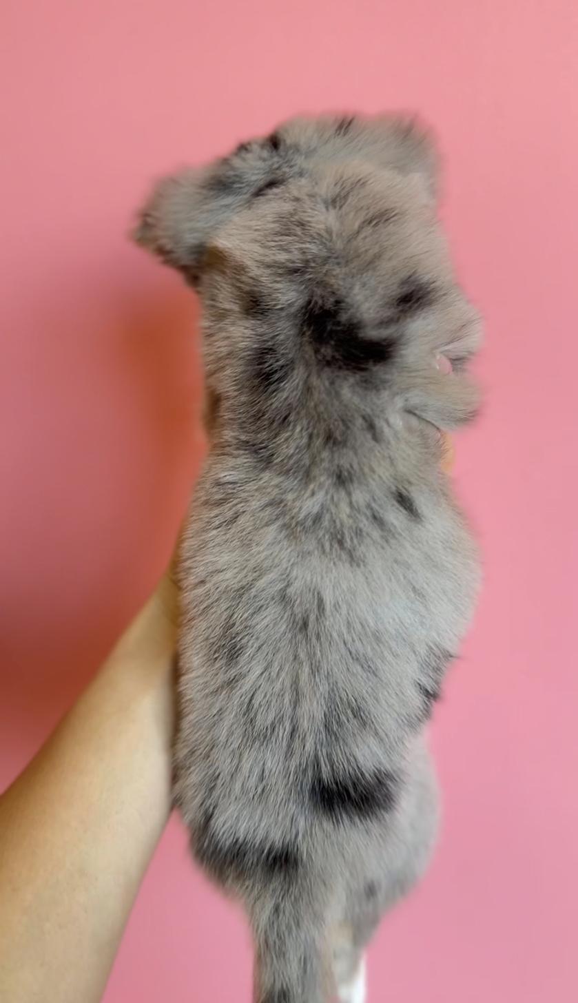 埼玉県のチワックス(チワワ×ダックス) (PET SHOP Tiny tales/2025年12月20日生まれ/女の子/シルバーダップル)の子犬の3枚目の画像