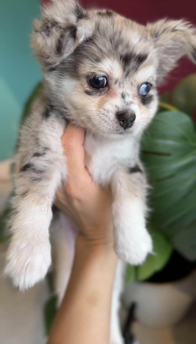 埼玉県のチワックス(チワワ×ダックス) (PET SHOP Tiny tales/2025年12月20日生まれ/女の子/シルバーダップル)の子犬の3枚目の画像