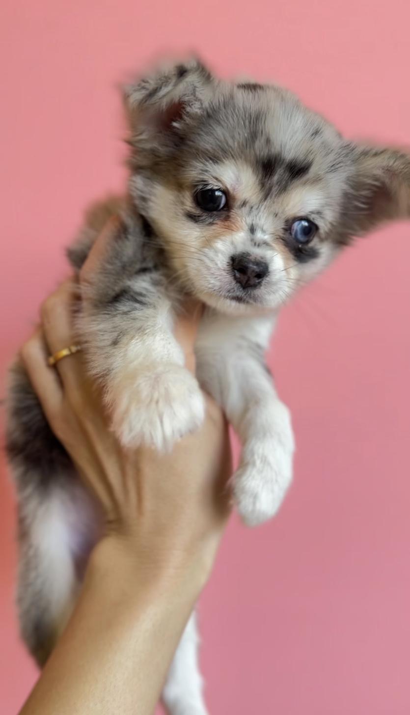 埼玉県のチワックス(チワワ×ダックス) (PET SHOP Tiny tales/2025年12月20日生まれ/女の子/シルバーダップル)の子犬の4枚目の画像