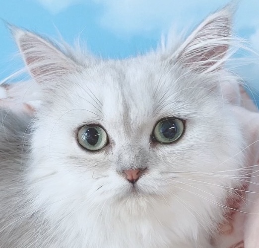 千葉県のペルシャ (Breeder & Petsalon MAU/2023年9月15日生まれ/女の子/チンチラシルバー)の子猫