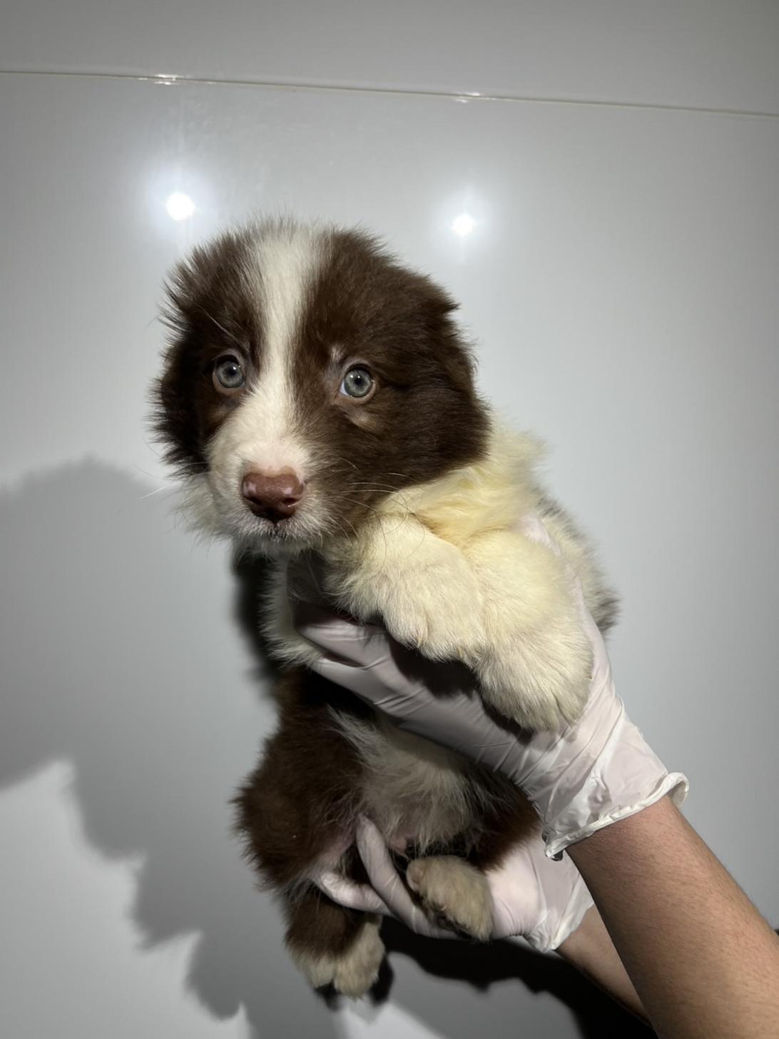 埼玉県のボーダーコリー (ペッツスマイル加須インター店/2025年12月13日生まれ/男の子/チョコレートホワイト)の子犬の1枚目の画像