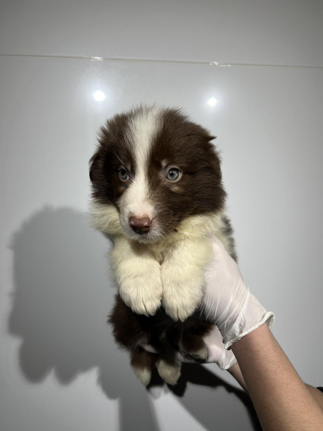 埼玉県のボーダーコリー (ペッツスマイル加須インター店/2025年12月13日生まれ/男の子/チョコレートホワイト)の子犬の2枚目の画像