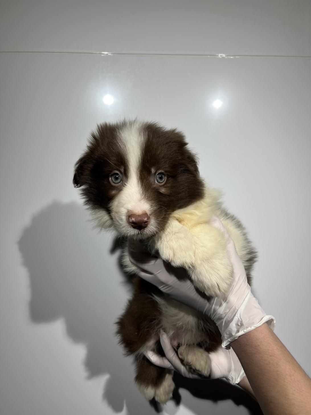 埼玉県のボーダーコリー (ペッツスマイル加須インター店/2025年12月13日生まれ/男の子/チョコレートホワイト)の子犬の3枚目の画像