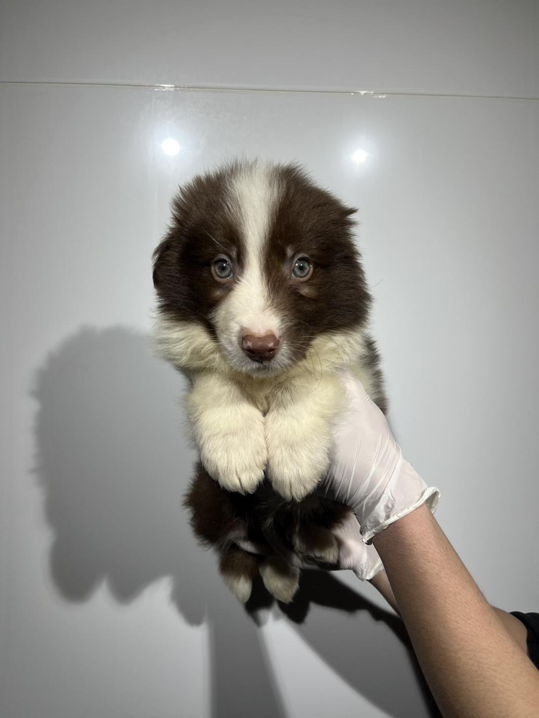 埼玉県のボーダーコリー (ペッツスマイル加須インター店/2025年12月13日生まれ/男の子/チョコレートホワイト)の子犬の4枚目の画像